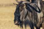 Blue wildebeest close-up portrait in the Kalahari Desert of southern Africa Art Print